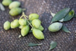 Nos olives lors de la cueillete